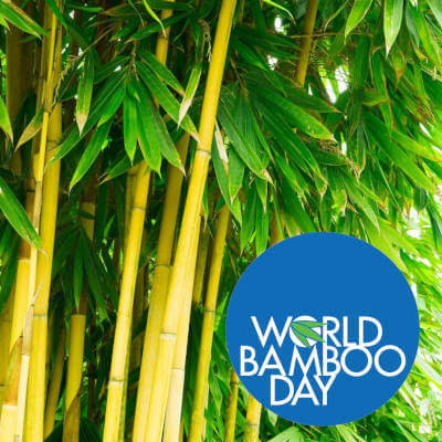 Journée internationale du bambou
