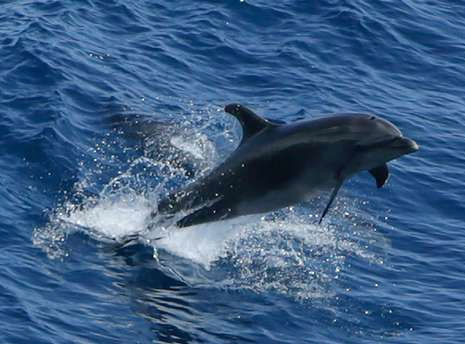 Journée mondiale des dauphins