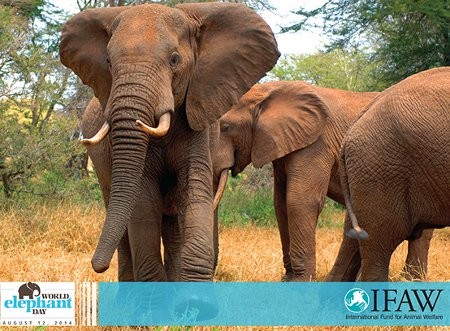Journée mondiale des éléphants