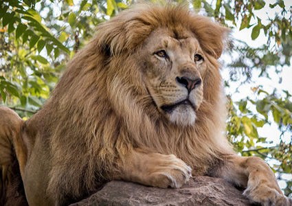 Journée mondiale du lion