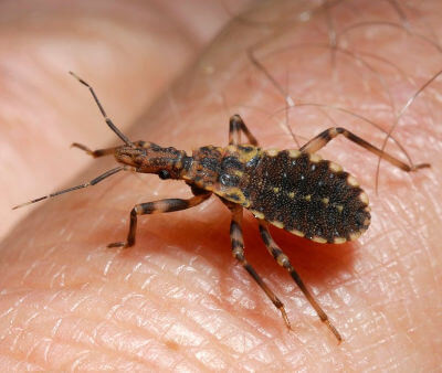 Journée mondiale de la maladie de Chagas