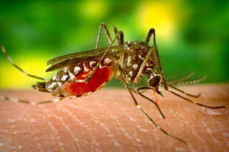Journée mondiale du moustique