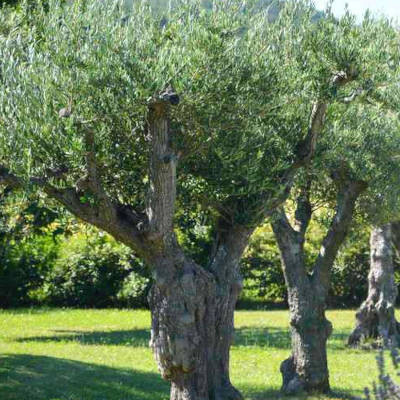 Journée mondiale de l'olivier