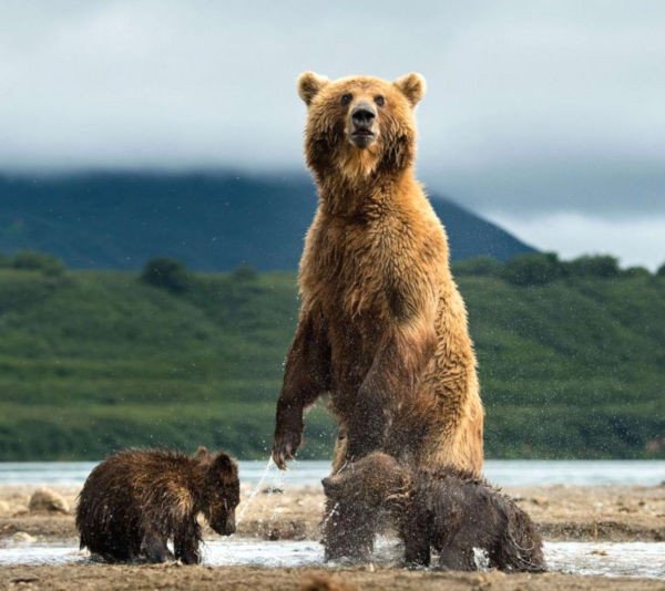 Journée mondiale pour sauver les ours