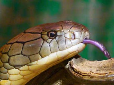 Journée mondiale des serpents
