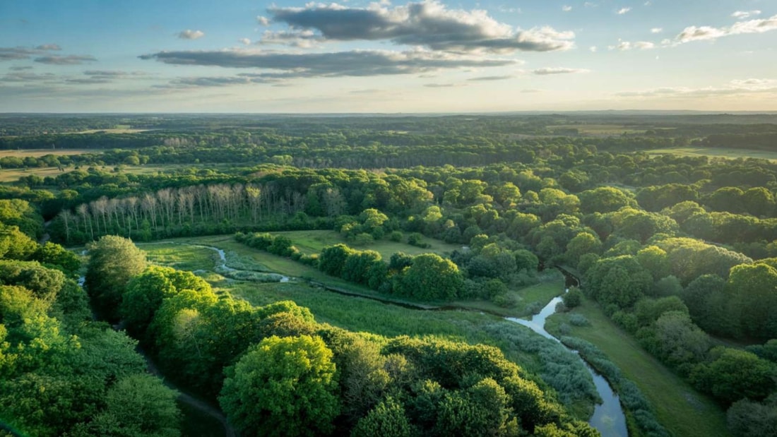 Dans cette forêt française, vous pourrez observer des cerfs en liberté à seulement 2h de Bordeaux