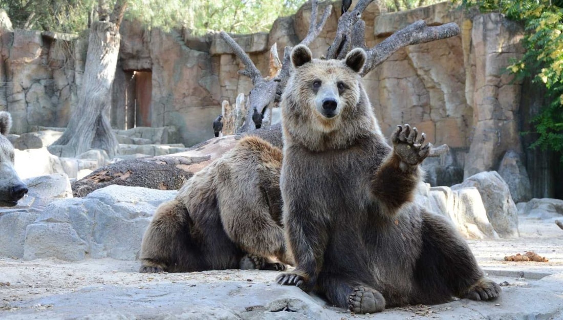 De simple parc à sanctuaire de la biodiversité : l'incroyable métamorphose de ce zoo lillois