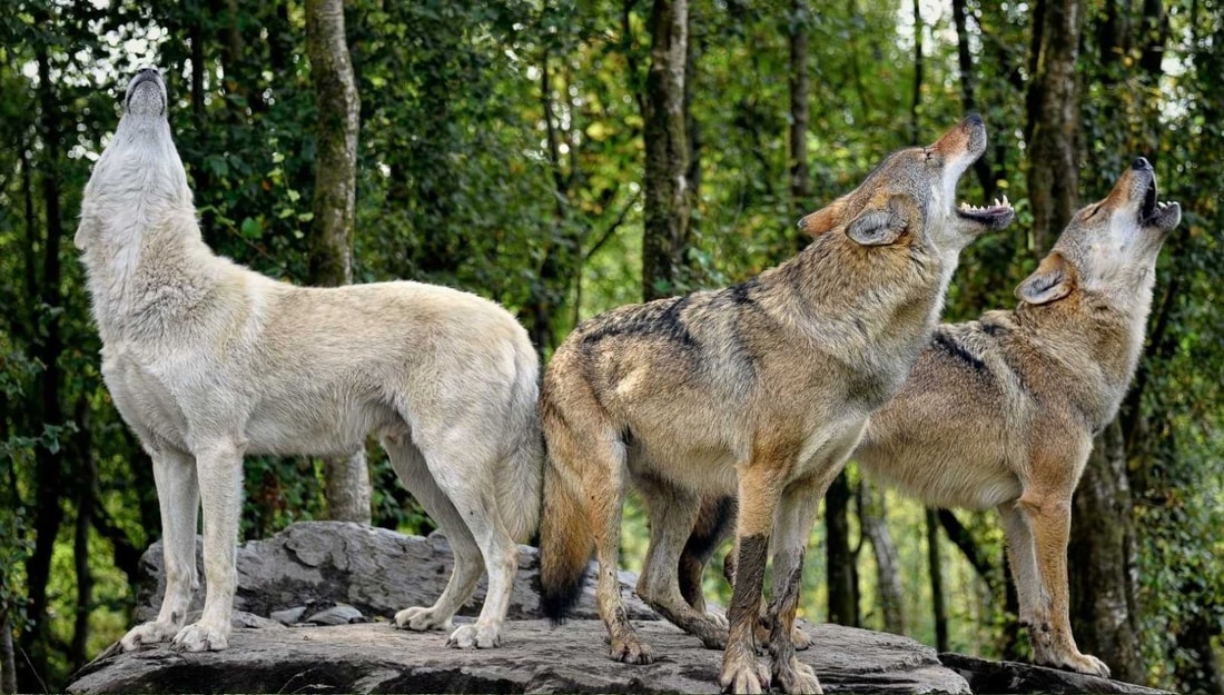 J'ai traqué les loups dans ce massif alpin où ils règnent depuis leur retour en 1992