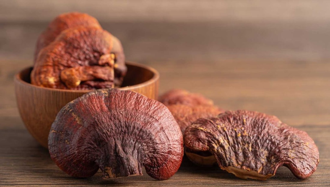 Ce champignon millénaire cache le secret de l'immunité parfaite