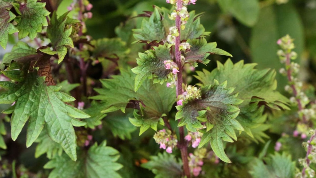Cette plante réduit les symptômes d'allergie estivale de 83% en 7 jours