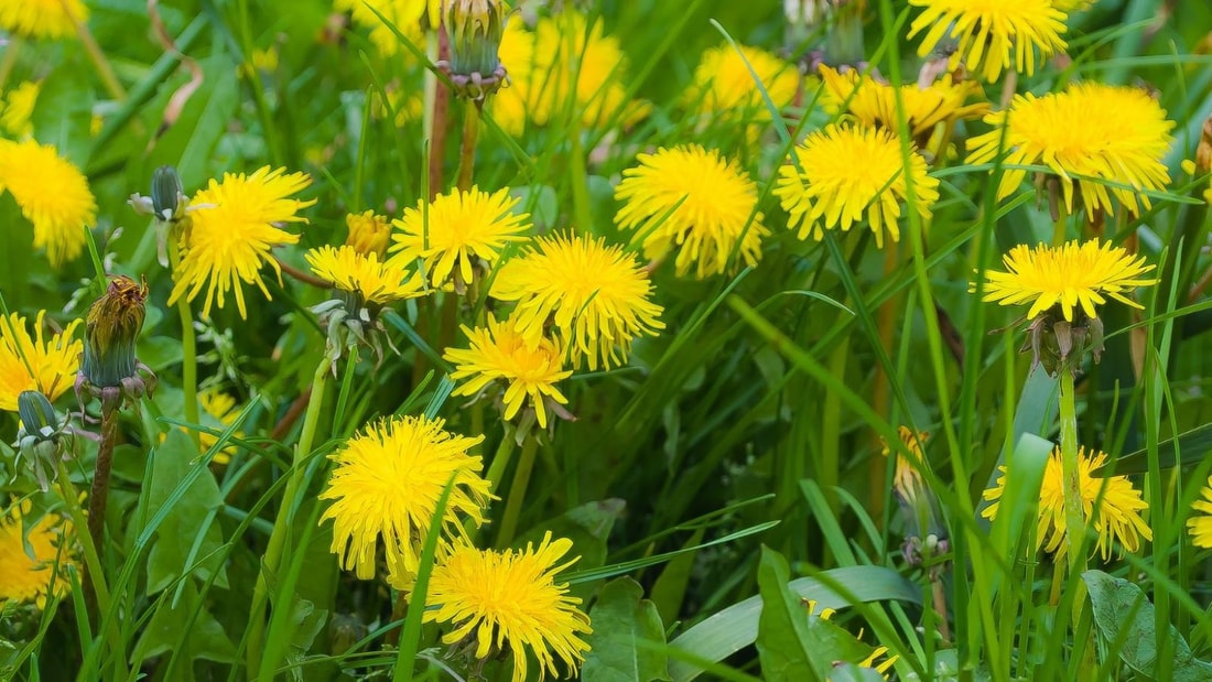 Le pissenlit, la star sauvage du printemps : cueillette, recettes et bienfaits
