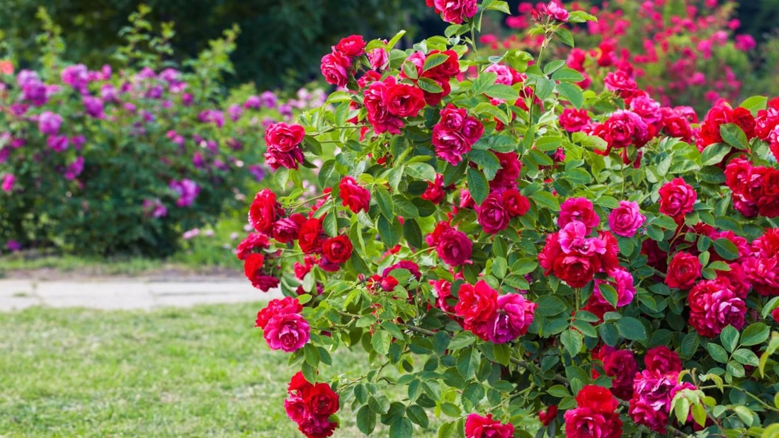 Mes rosiers étaient malades, ce remède de grand-mère les a sauvés en un temps record !