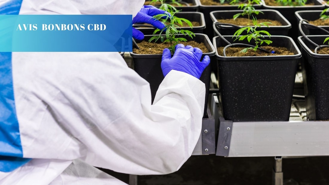 Avis sur les Bonbons CBD : le guide ultime de consommation