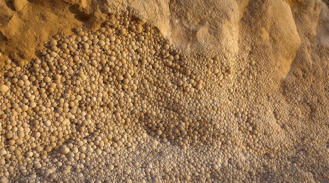 Ce site de 150 millions d'années cache un cimetière de coquilles en Corrèze
