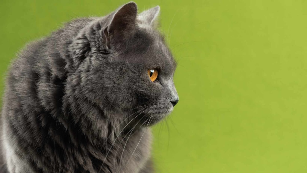 7 vies de chat : la science explique pourquoi ils survivent 15 ans en moyenne