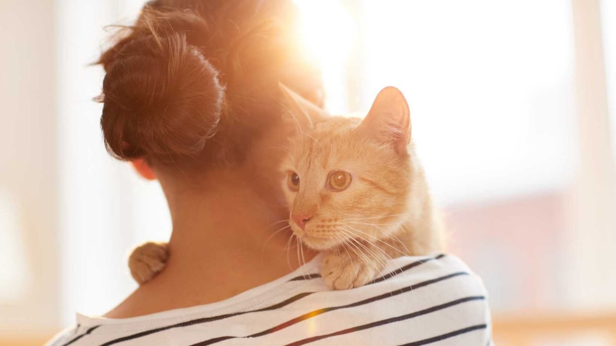 Votre chat vous parle 100 fois par jour : le guide pour décoder ses 12 miaulements d'amour