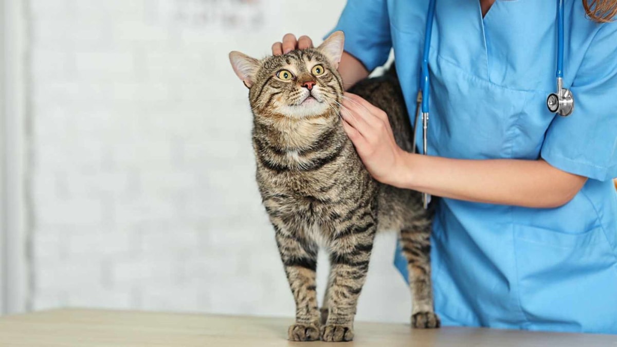 12 cm : la taille effrayante que peuvent atteindre certains vers de chat
