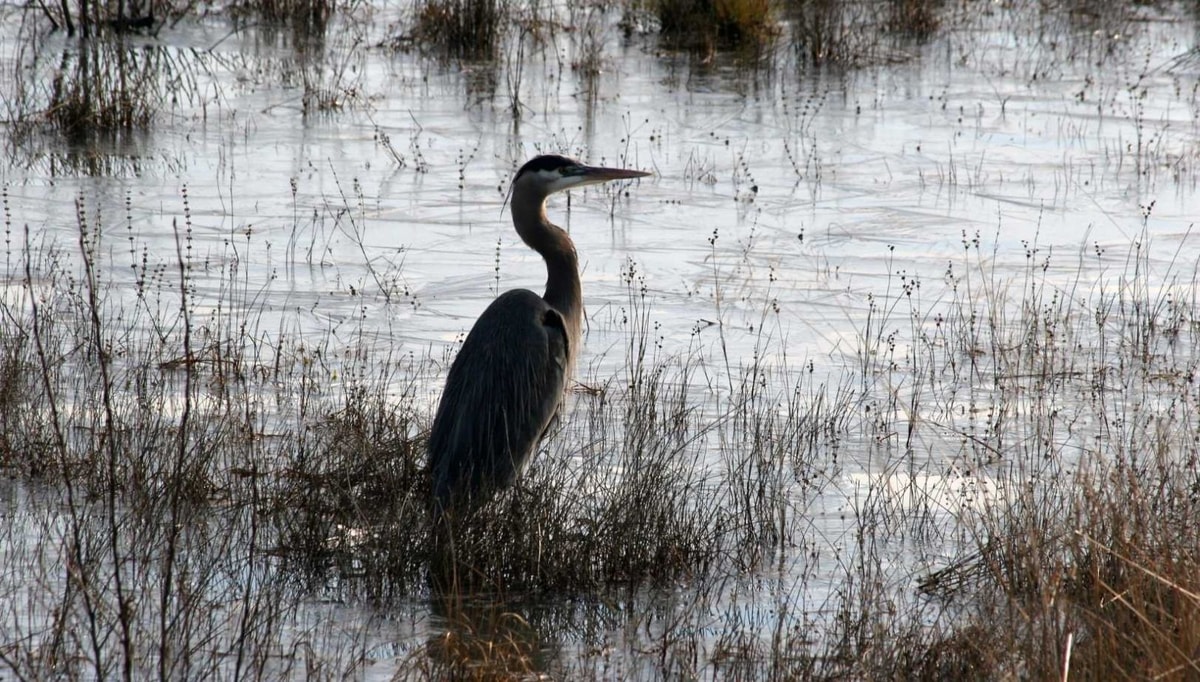Ce parc entre Manche et Calvados menacé : 146 650 hectares en danger climatique