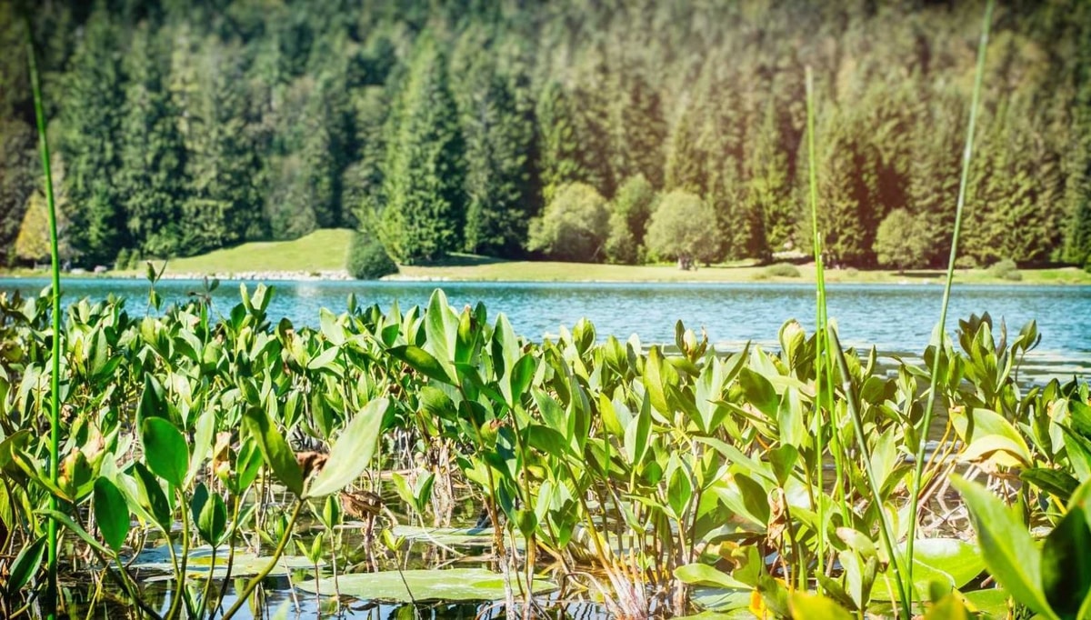 Ce lac du Jura où le brouillard matinal crée des tableaux impressionnistes