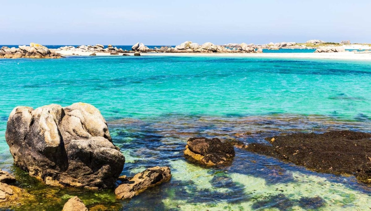 Ma rencontre avec les phoques gris sur cette plage du Finistère