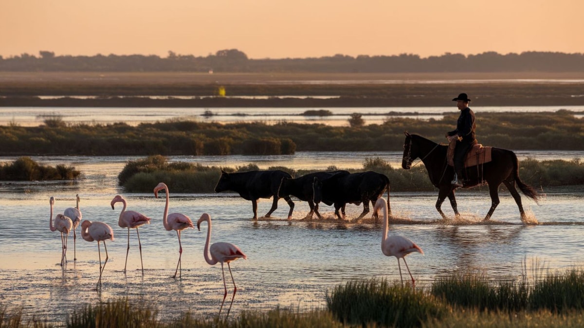 La seule région de France où les taureaux vivent en liberté au milieu des oiseaux