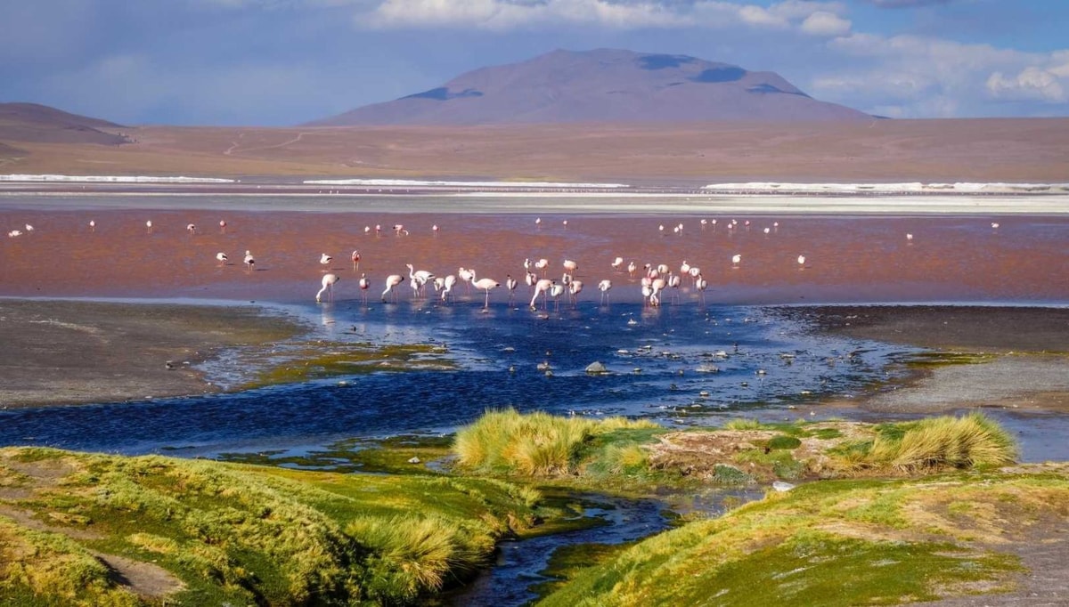 J'ai vu des flamants roses danser sur ce lac rouge de Bolivie : hallucinant