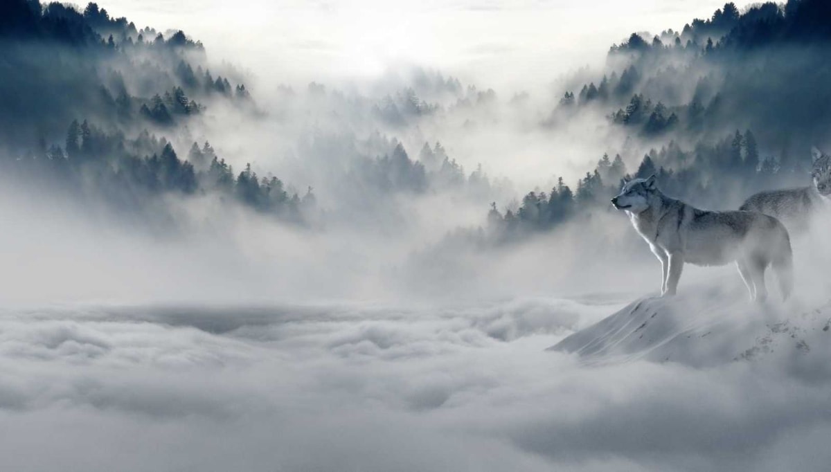 Dans les Alpes, un territoire sauvage où les loups vivent en liberté à 2h de Nice