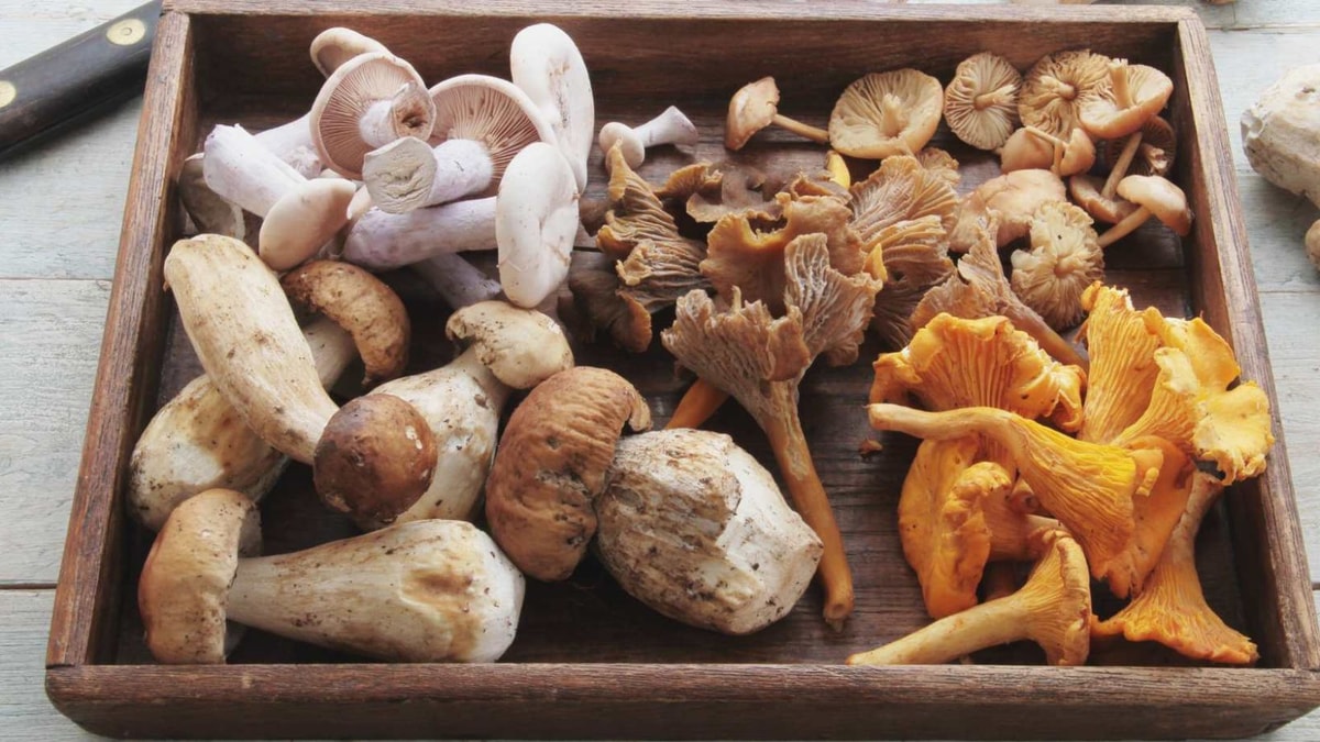 Les Polysaccharides de Champignons : Des Molécules aux Multiples Vertus Santé