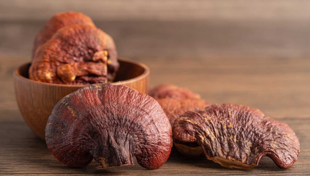 Ce champignon millénaire cache le secret de l'immunité parfaite