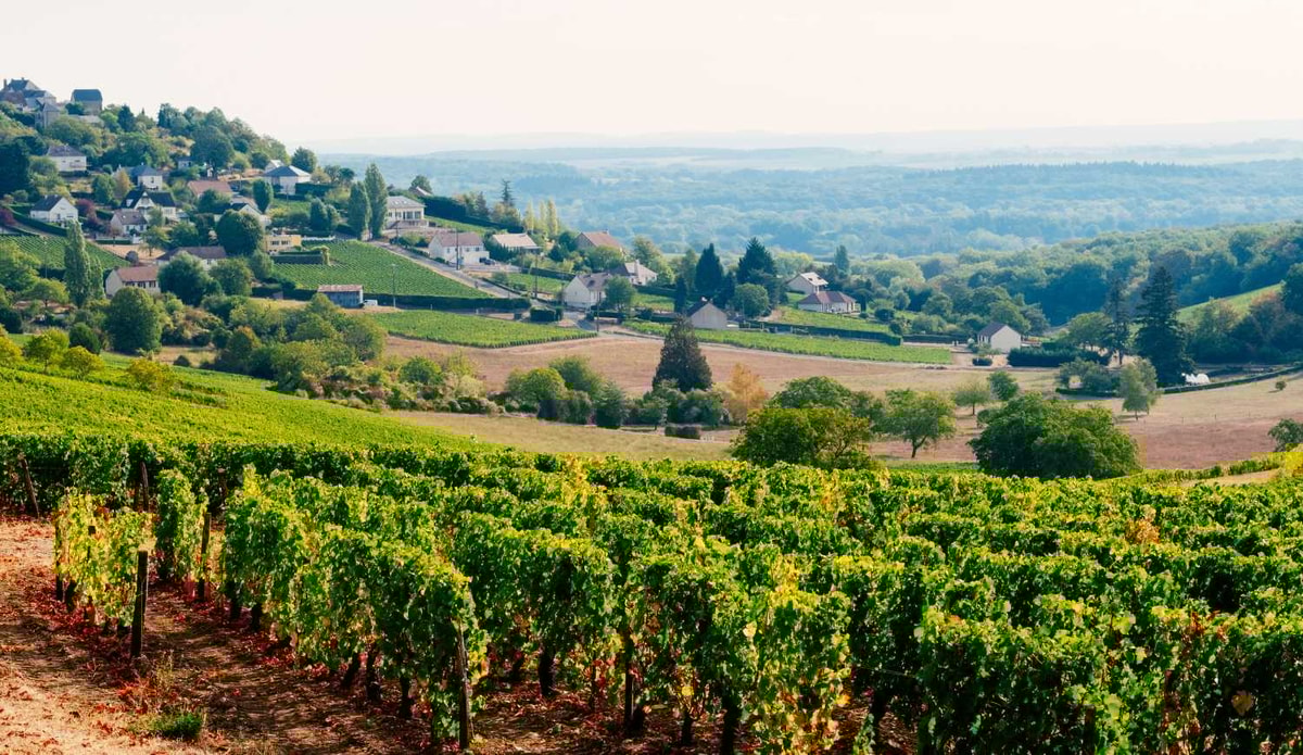 Au sommet d'une colline du berry, le secret des vignerons qui fait rêver le monde entier
