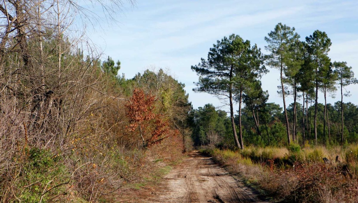 13 093 hectares de biodiversité : la renaissance écologique de cette forêt du Jura