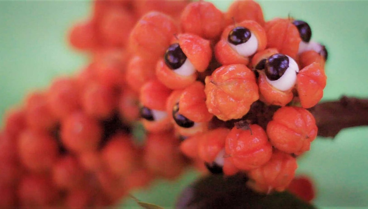 Ce fruit d'Amazonie pourrait devenir votre meilleur allié minceur
