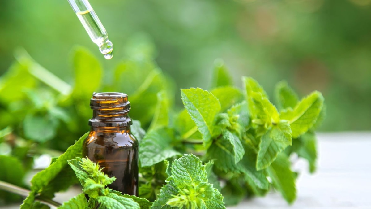 La menthe poivrée soulage les maux d'estomac en 15 minutes