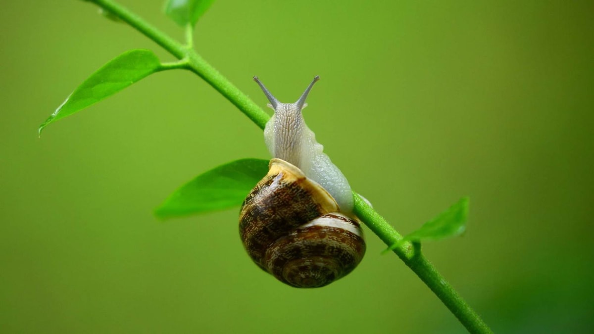 Invasions d'escargots : les solutions naturelles les plus puissantes