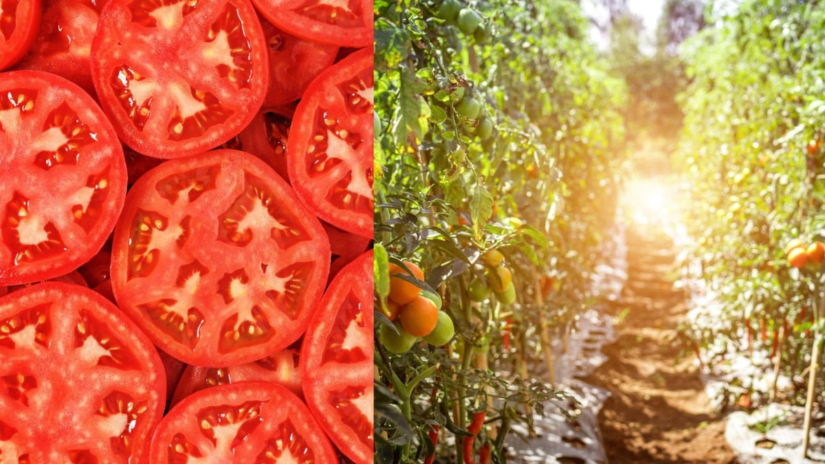 Obtenez jusqu'à 2 kg de tomates par pied grâce au secret de mon grand père