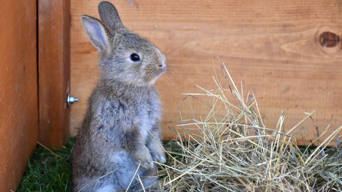 18 ans : La durée de vie d'un lapin, Attention avant d'en acheter à votre enfant !