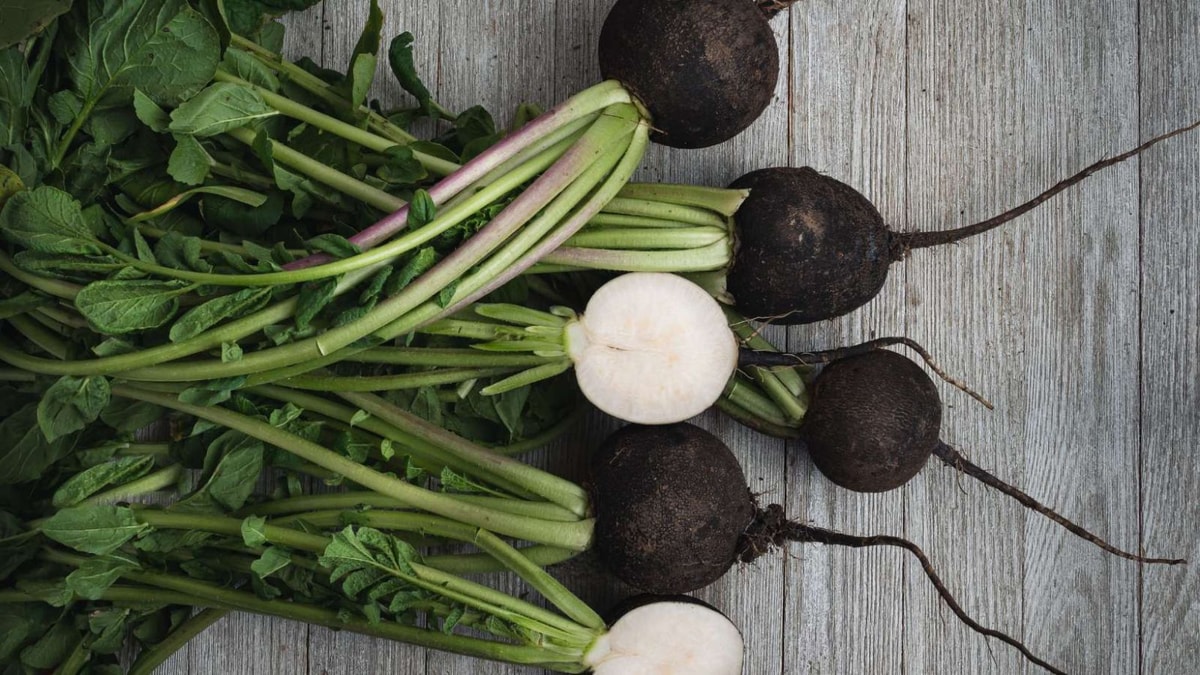 Radis noir : l'allié détox et immunité à avoir dans son assiette