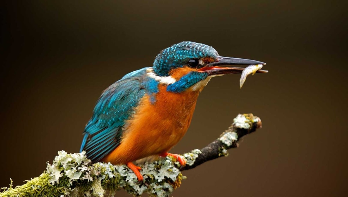 Un paradis ornithologique secret dévoilé : explorez 100 hectares de nature préservée aux portes d'une cité médiévale