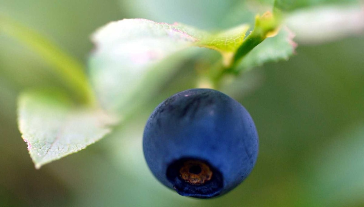 Fatigue oculaire : 35% d'amélioration de la vue en 3 mois avec ce super-fruit rouge