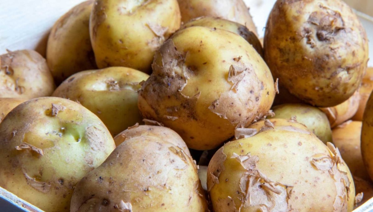 Sur cette île française, 20 agriculteurs cultivent la pomme de terre la plus chère du monde (500€ le kilo !)