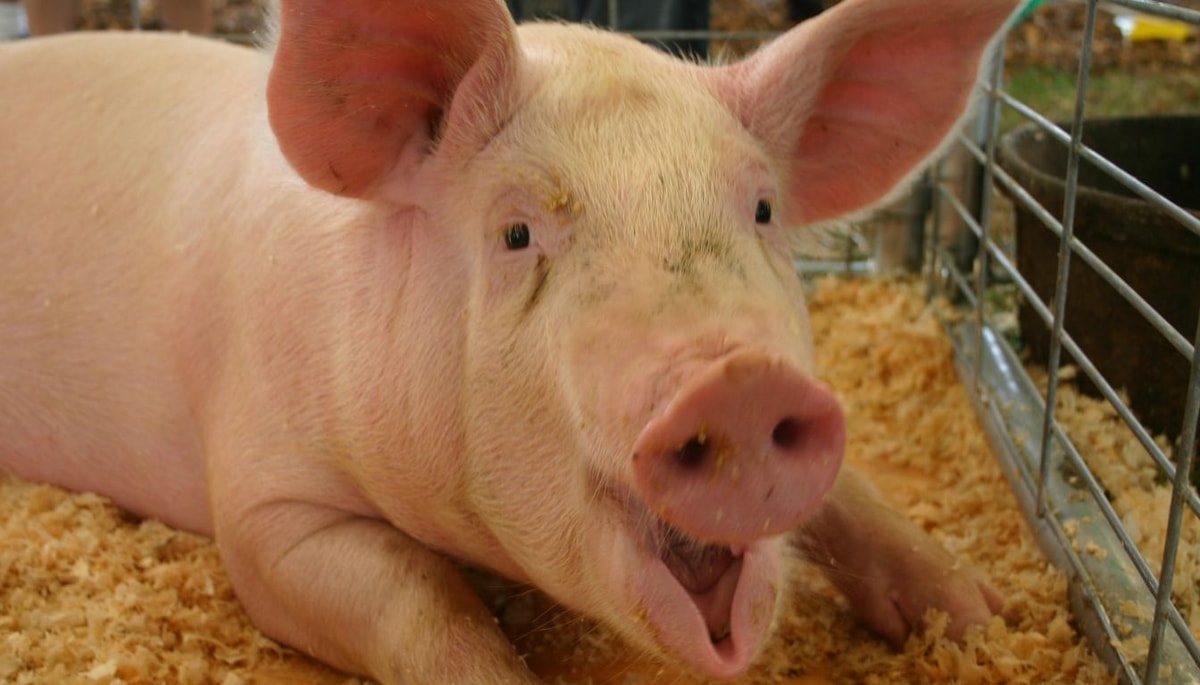 Longcochon, village jurassien : 58 habitants à 822 m d'altitude sur 3,6 km²