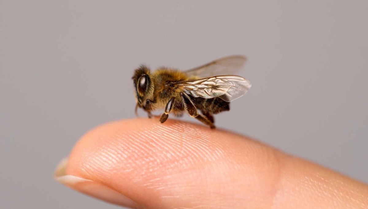J'ai testé 7 remèdes de grand-mère contre les piqûres d'abeilles et voici le meilleur