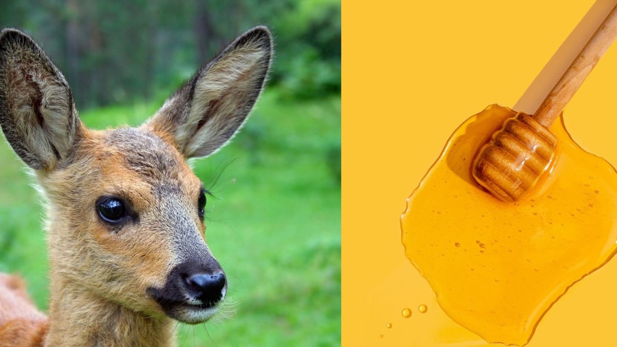 16 ingrédients ayurvédiques pour des yeux de biche