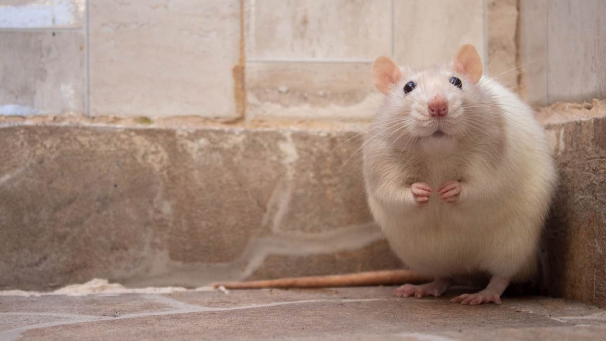 J'ai testé ce remède de grand-mère pour chasser les souris, le résultat est bluffant !