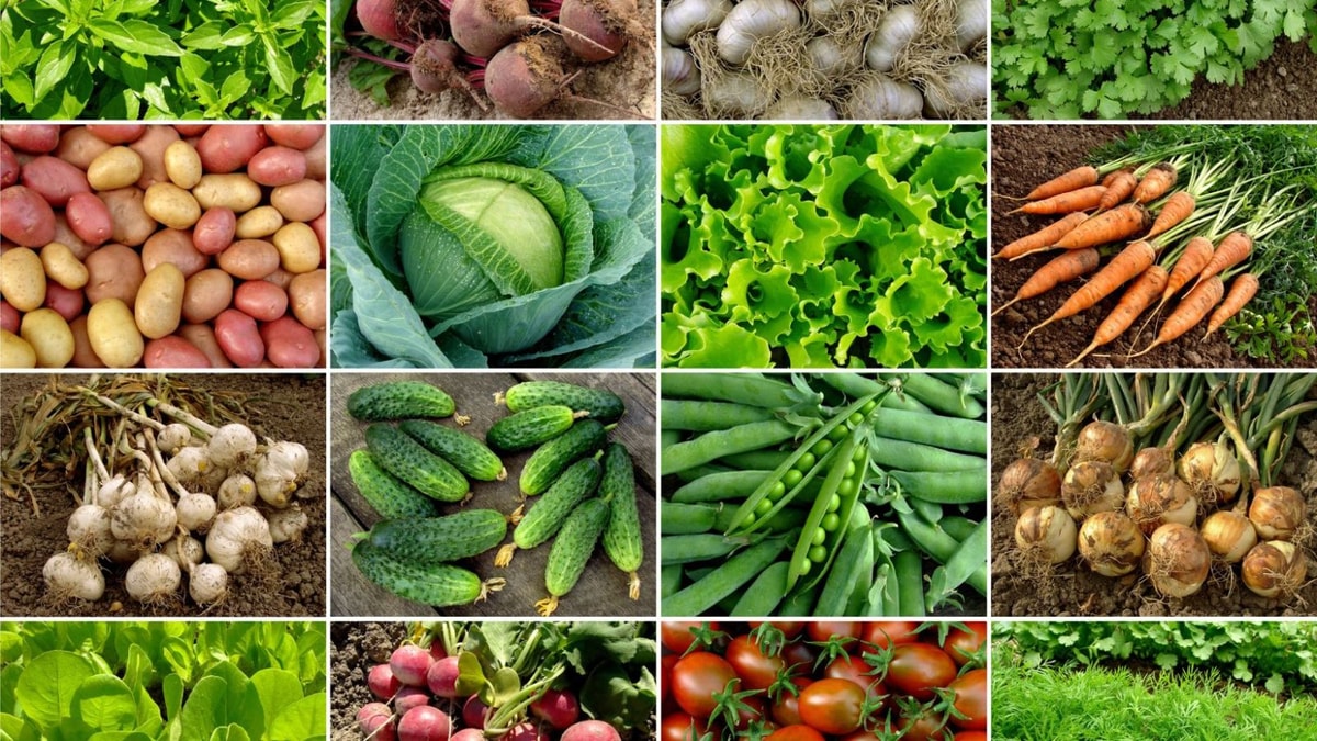 Un expert du potager avoue : ces 5 légumes, c'est non en plein été !