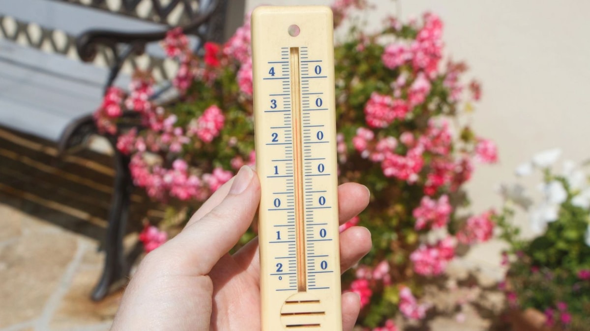 3 techniques de pro pour un potager qui résiste aux chaleurs estivales