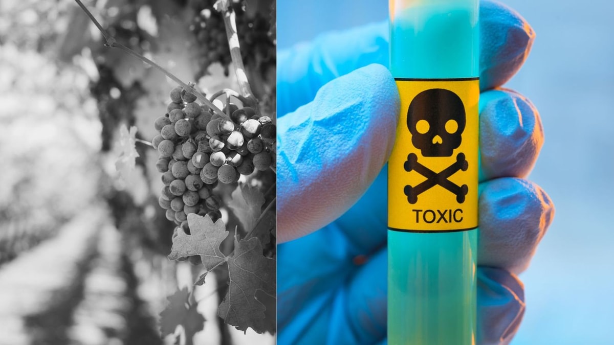 Raisins mal lavés, un risque pour la santé ? Les experts réagissent à la polémique d'Instagram
