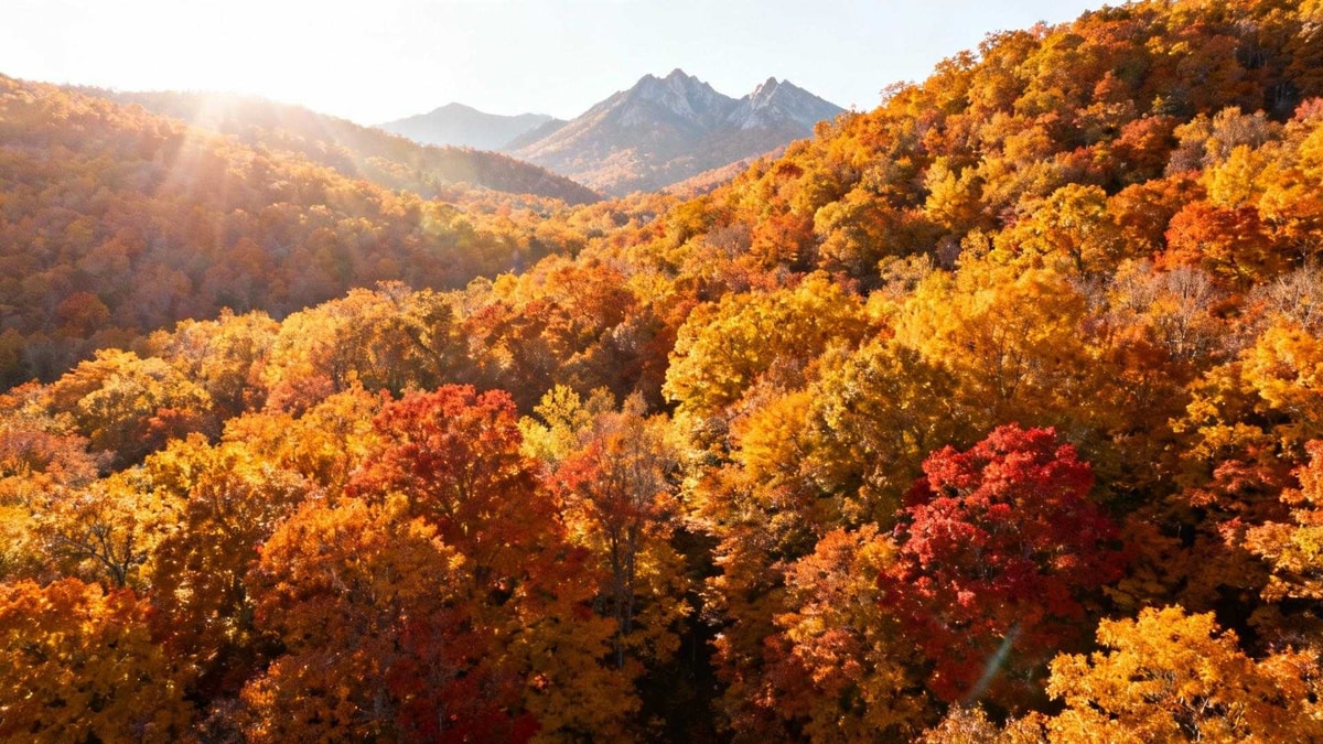 Entre le 15 et le 31 octobre, 18 jours ensoleillés transforment la France en palette plus spectaculaire que le Canada