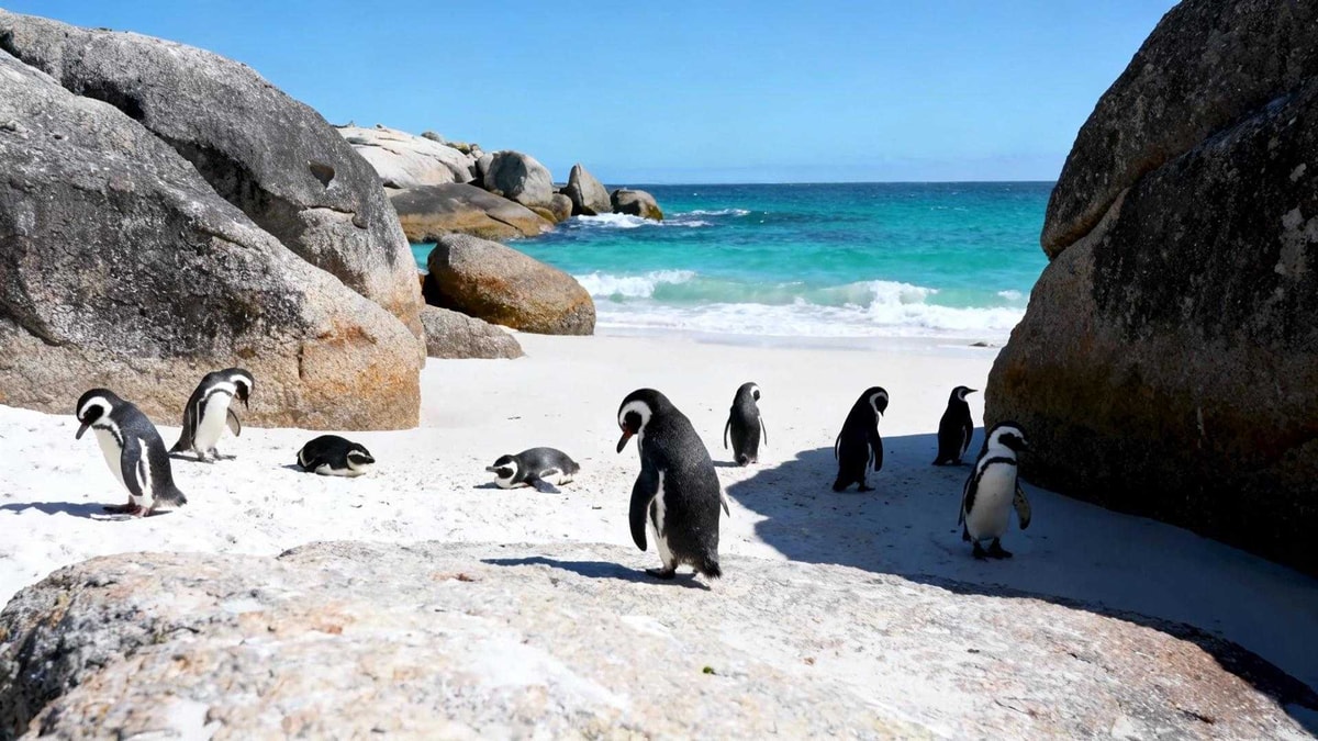 Cette plage sud-africaine où 3 000 manchots génèrent 11,7 millions d'euros par an
