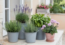 Cette combinaison de 5 plantes élimine 95% des moustiques en 3 semaines
